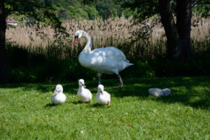 famille de cygnes au bord du lac